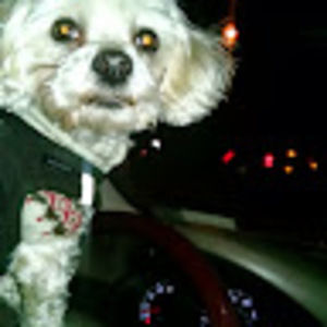 Meet your Posher, Robin